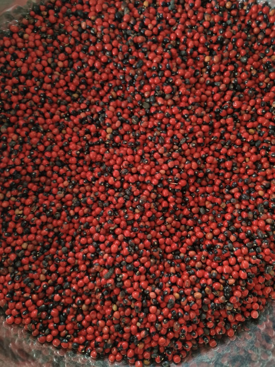 OM SAI ALSINDI RED BULK
