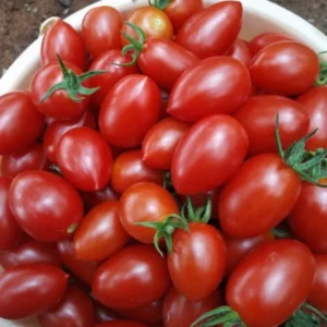 CHERRY BULK