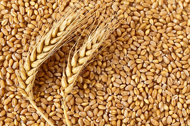 GODI ALLU 1KG