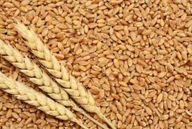 KHARIKA WHEAT 1KG
