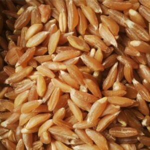 KUTTID GODHI BULK