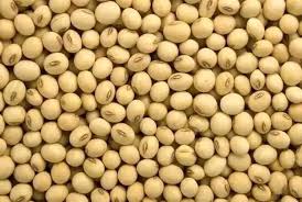 SOYA BULK