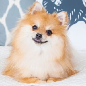 TOY DOG