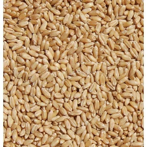 WHEAT GODI 1KG